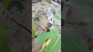 Whencats meet each other  #shorts #cat  #cats  #catshorts