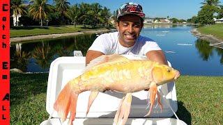 CATCHING RARE BUTTERFLY KOI FISH in LAKE!