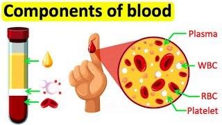 Components of blood | RBC, WBC, Plasma & Platelets | Easy science lesson