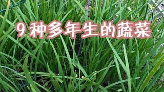 菜园中常见的多年生蔬菜，我家有9种，你家有几种？最后2种你想不到！