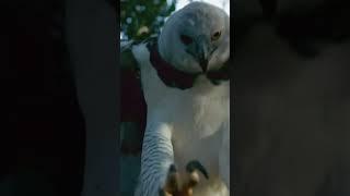 Harpy eagle hunting a monkey  #shorts