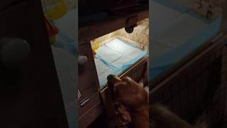 Птичий перепохол)) Глобальное переселение цыплят. Детям радость!
