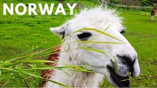 Norway Llamas and Sheep Farm | Skjolden Best Village in Norway
