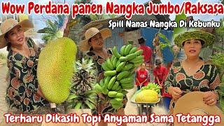 WOW PERDANA PANEN NANGKA JUMBO/RAKSASA‼️PANEN PISANG KETIP DI KEBUN MAS GEMOY BONUS MELON LIAR