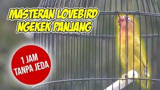 MASTERAN LOVEBIRD NGEKEK PANJANG 1 JAM TANPA JEDA