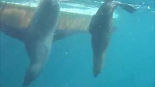 Great white shark VS seals (False Bay SA 08.08.2007)