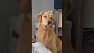 His reactions  #goldenretriever #mydpgreacts #funnydogvideos #funnyvideos