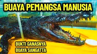 BUAYA PEMANGSA MANUSIA DI SANGATTA KUTAI TIMUR MUSEUM KAYU TENGGARONG  SUNGAI MAHAKAM CROCODILE