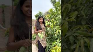Homegrown Mango harvest  #divinegarden98 #mango #homegrown #fruitharvesting