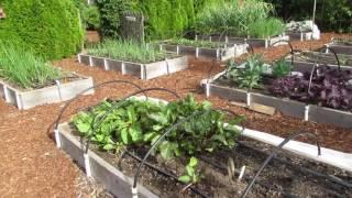 Vegetable Garden Tour #1