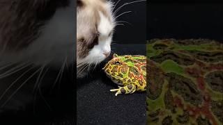 Funny father and daughter moment #funny #comedy #shortviral #shortsindia #shorts #like #frog #cat