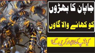 Japanese Village that Eats Wasps(Hornet)-Mohsan TV-جاپان کا ایک ایسا گاوں جو بِھڑیں کھاتا ہے