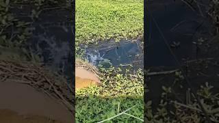 Free time to go fishing in the pond #eel #fish #fishing #catching #wow #big #shrimp #shortsvideo