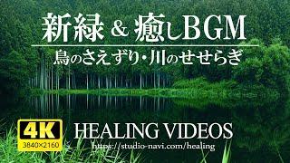 【4K】癒しBGMと爽やかな新緑VOL.1（鳥のさえずり・川のせせらぎ）疲れた心身の回復・リラックス効果・勉強中や作業用、目覚めの朝に、眠れない夜にもどうぞ。natural sound 3 hours