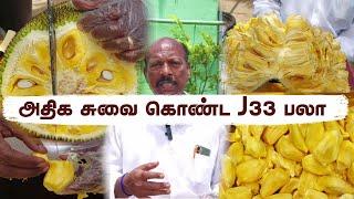 இந்த வகை பலா முதன்முறையாக சுவைக்கிறேன் | First Taste of Unique 38+ Pulp Jackfruit!