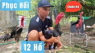 Phục Hồi Chiến Kê Giao Lưu 12 Hồ / Đức Hiếu