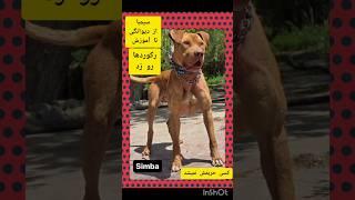 از ناهنجاری تا آموزش کامل.سیمبا تمام رکوردها رو زد.ببینید و لذت ببرید#animals #pet #dog #puppy #سگ