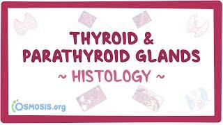 Thyroid and parathyroid glands: Histology
