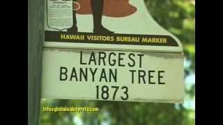 LARGEST BANYAN TREE, LAHAINA, MAUI,HAWAII