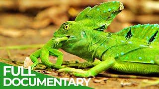 Wildlife Instincts: Survival Techniques - Iguana vs. Basilisk | Free Documentary Nature