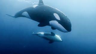 Orcas oder Killerwale