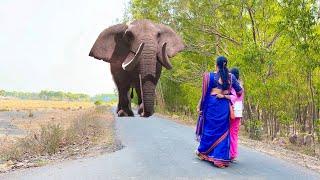 Elephant Attack On Village Girl In Forest