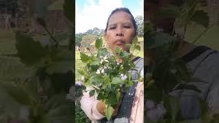 Thuốc nam trị bệnh thận