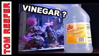 Reef Tank Carbon Dosing - HOW TO  Lower your nitrates with VINEGAR