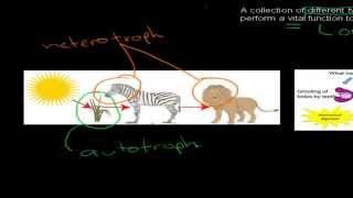 cell to organism - preliminary biology