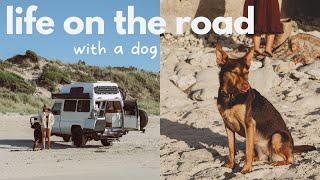 TRAVELLING AUSTRALIA WITH A DOG | First impressions - is it worth it?