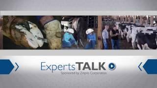 How to Identify, Prevent and Manage Lameness in Cattle