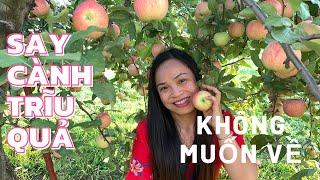 Vườn Cây Ăn Trái Say Cành Trĩu Quả Ở Mỹ | Nhiều Không Thể Tưởng @soncafamilyvlog6608