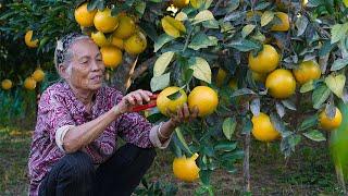 Pick 200 kilograms of oranges to make Chinese food and sell