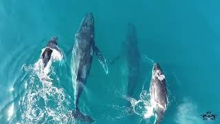 Humpback whales in Gold Coast - Australia