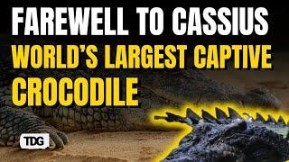 Cassius, the 18-Foot Crocodile, Leaves a Legacy Beyond Record Books