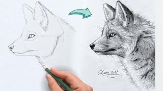 How to Draw a Realistic Fox in pencil - step by step