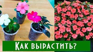 Как Вырастить Роскошный Бальзамин в Домашних Условиях? Черенкование бальзамина