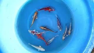Tosais HQ (6) - SELECTED MARUHIRO//JAPAN KOI