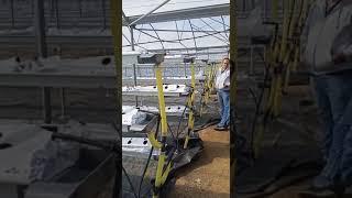Ultime installazioni degli impianti di fragole in fuori suolo a 3 file marchiati Combimetal Carrera