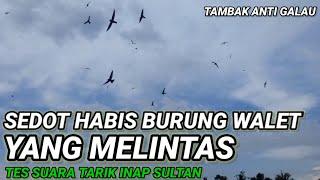 Tes Suara INAP untuk suara PANGGIL burung walet