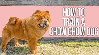 How to Train a Chow Chow Dog