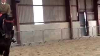 Cosmic Curious in the Amateur Championship at South of England Spring show
