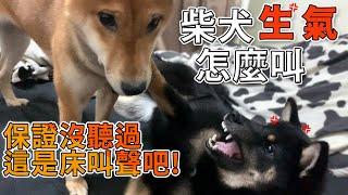 柴犬吵架生氣啦！這叫聲根本是...｜柴犬叫聲【米修與歐歐】