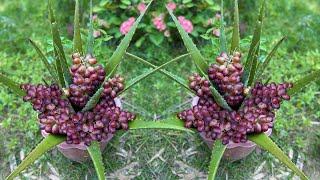 Great idea : Grafting Aloe Vera with Grapes Fruit to get more fruit | Growing Grapes Fruit