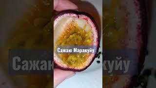 МАРАКУЙЯ  сажаю семена  #растения