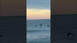 Pelicans at Sunset tonight! #beautiful #sunset #naturephotography