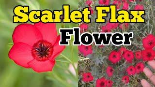 Scarlet Flax Flower care| Flowering Flax plant care| Red Flax Flower