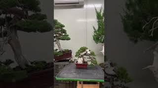Бонсай. Bonsai. 盆栽. Япония. Japan. 日本 Купить бонсай