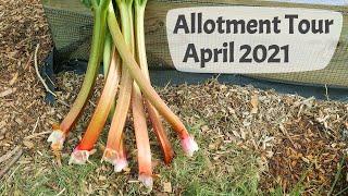 April Allotment Tour 2021 - Harvesting leeks, broccoli, and rhubarb, germinating seeds
