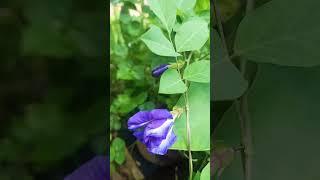 #Blueteaplant #Butterfly-pea leaf tea #Clitoria ternatea plant  #medicinalplant  #houseplants